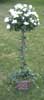 4' Azalea Topiary