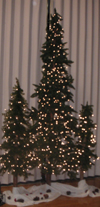 Wedding Rental - Cedar Tree