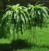 Boston Ferns In Tall Basket Holder