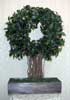 Wedding Rental - Multi-Ficus Hollow
